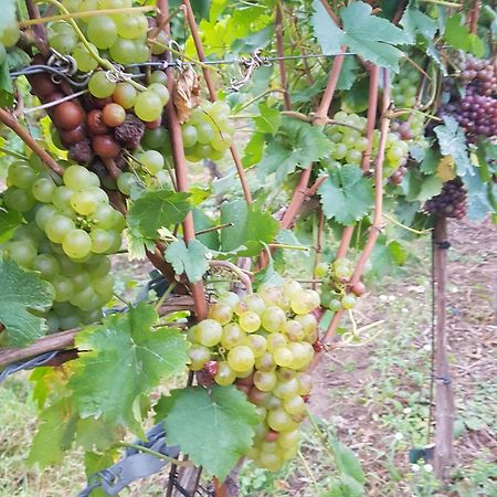 Ferienwohnung Weingut Lahmer August Kretzschau Εξωτερικό φωτογραφία
