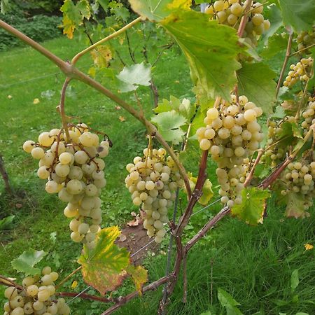 Ferienwohnung Weingut Lahmer August Kretzschau Εξωτερικό φωτογραφία