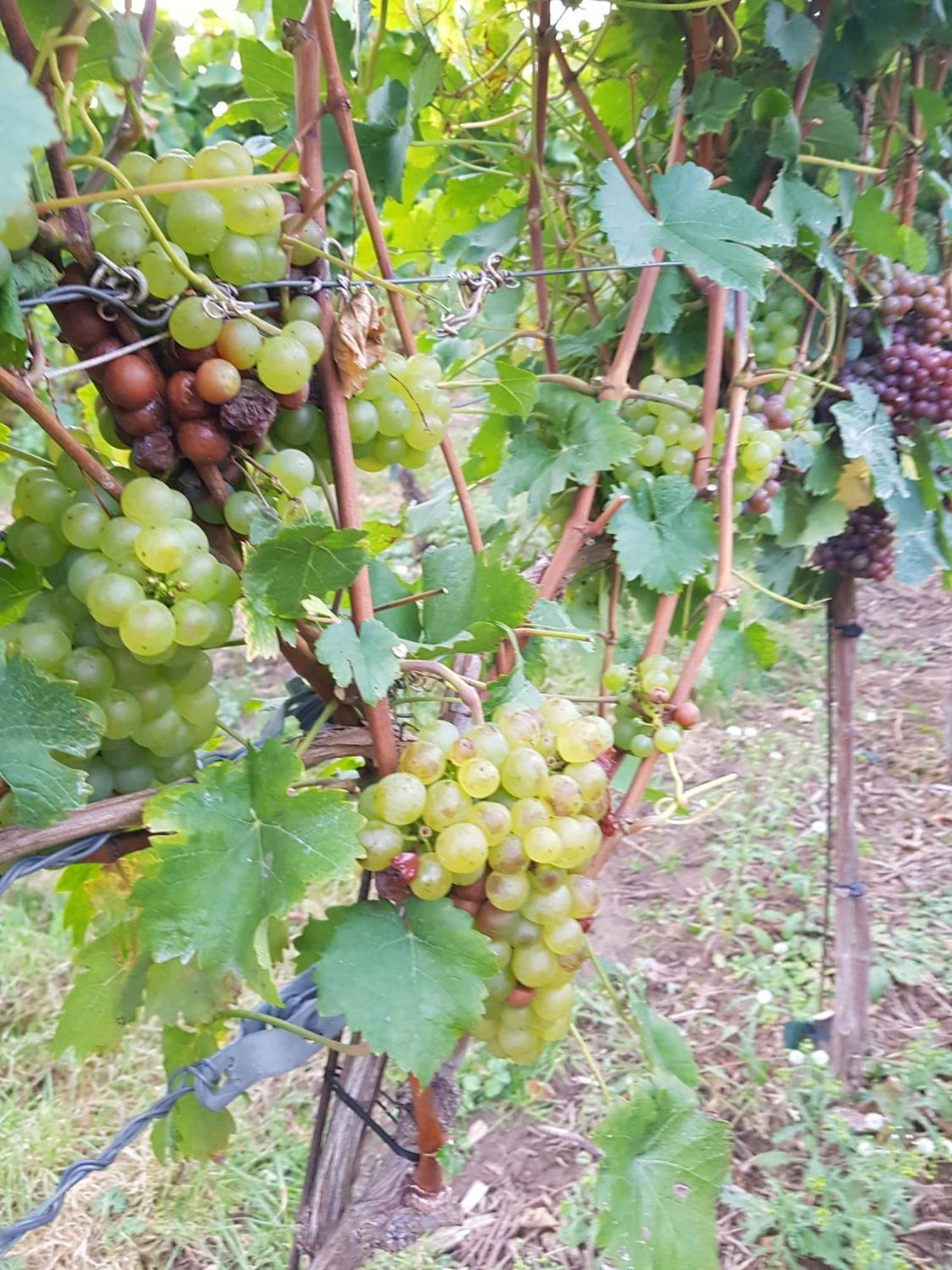 Ferienwohnung Weingut Lahmer August Kretzschau Εξωτερικό φωτογραφία