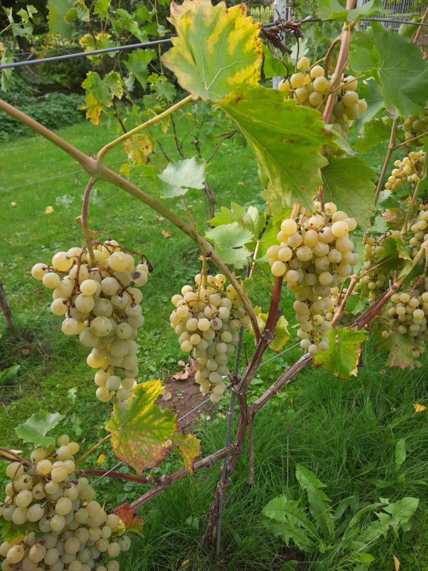Ferienwohnung Weingut Lahmer August Kretzschau Εξωτερικό φωτογραφία
